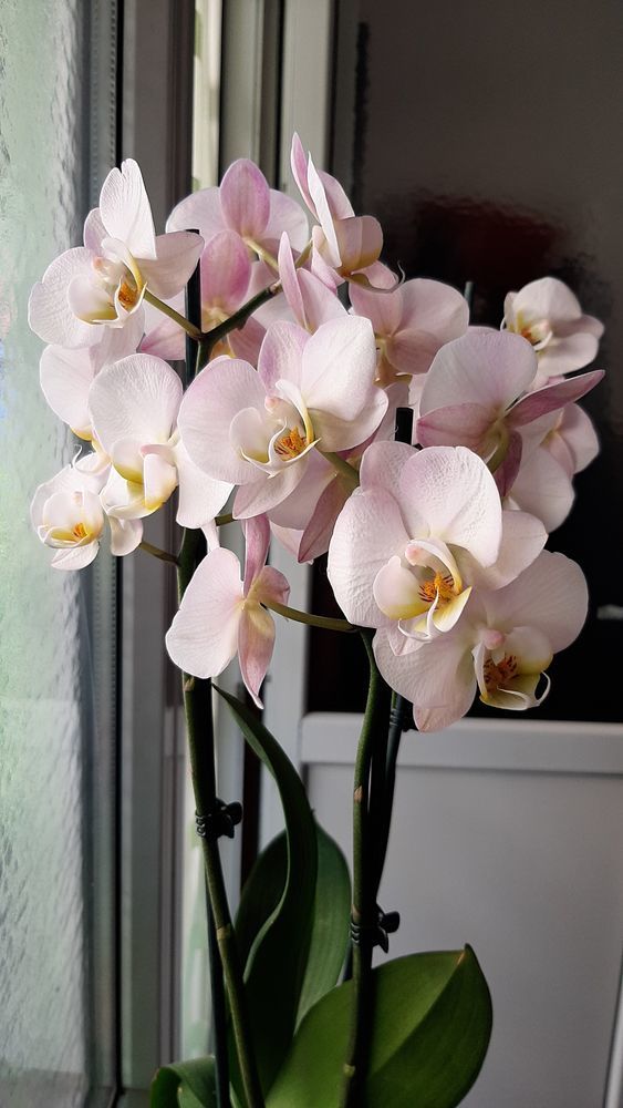 Тропики дома как правильно выбрать орхидеи и ухаживать за ними?, фото № 6