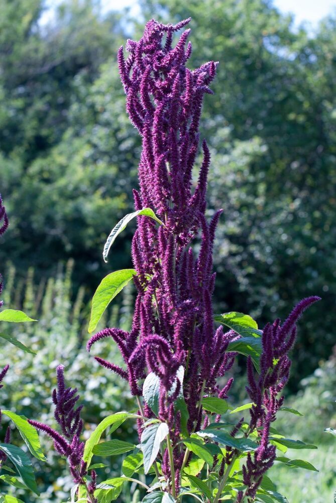 Пищевая ценность и использование в кулинарии