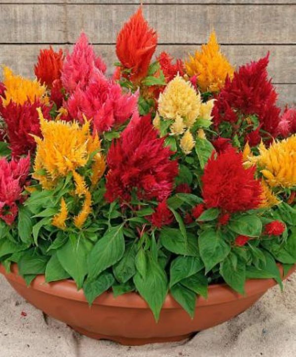 Celosia - zahradní dekorace a sušená květina do kytic, foto č.6