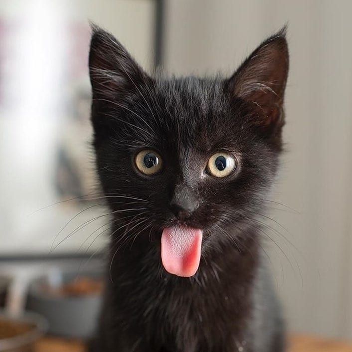 Покажи кошек