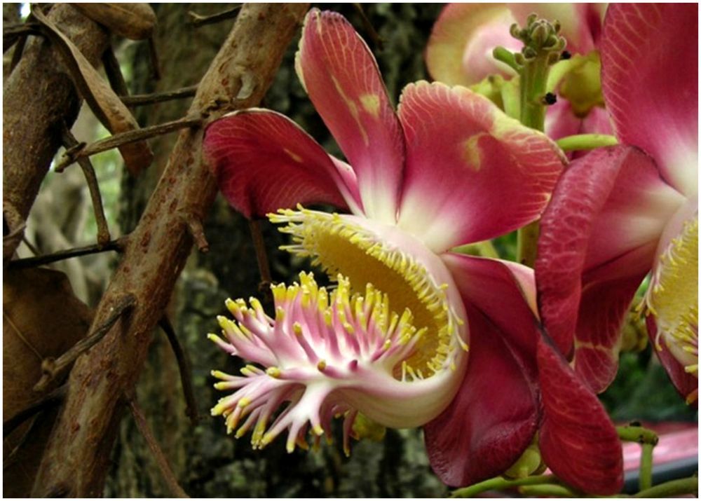 Couroupita guianensis С†РІРµС‚РѕРє