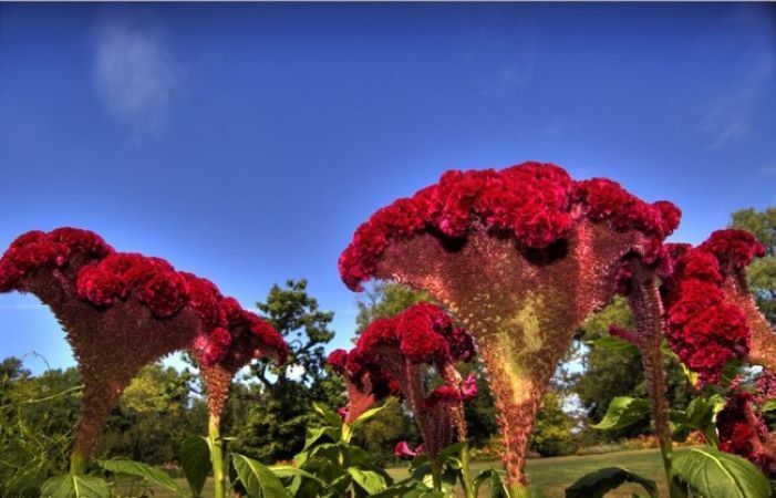 Celosia - zahradní dekorace a sušená květina do kytic, foto č.14