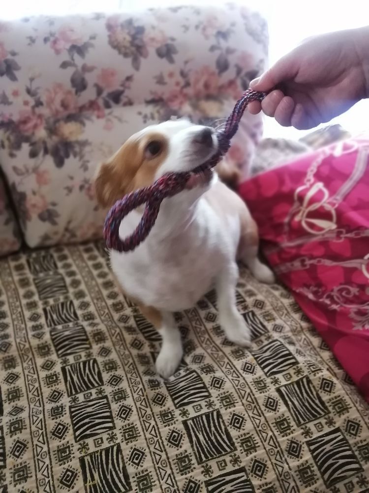 Как связать игрушку собаку крючком своими руками