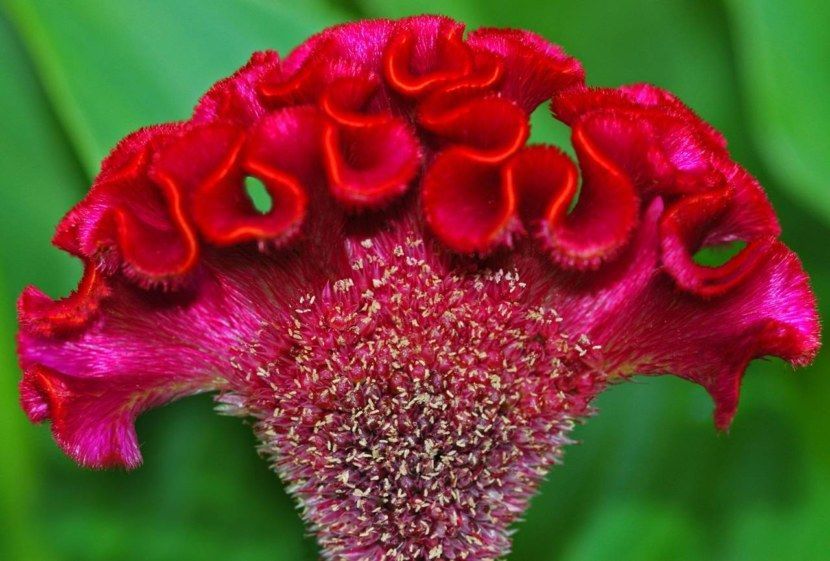 Celosia - zahradní dekorace a sušená květina do kytic, foto č.13