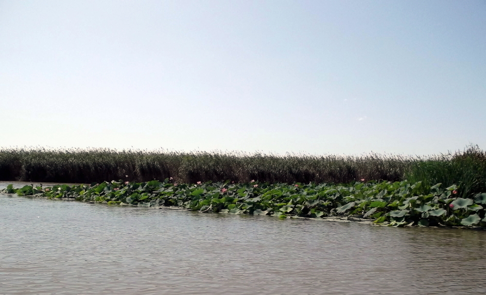 Вспоминая летний отпуск в круизе. Часть 2 Астрахань, сафари по дельте Волги в край цветущего лотоса и чуть КВНа, фото № 28