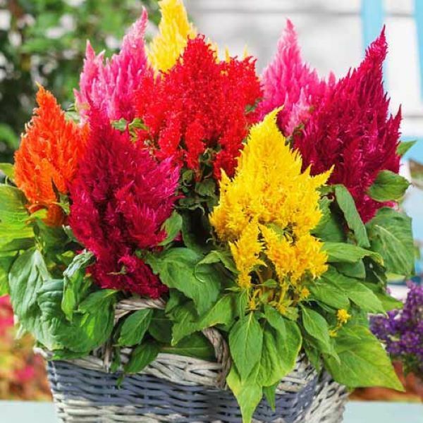 Celosia - zahradní dekorace a sušená květina do kytic, foto č.1