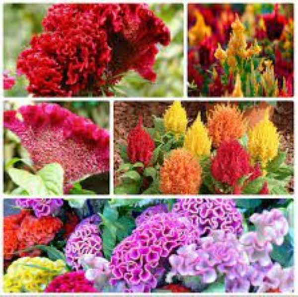 Celosia - zahradní dekorace a sušená květina do kytic, foto č.2