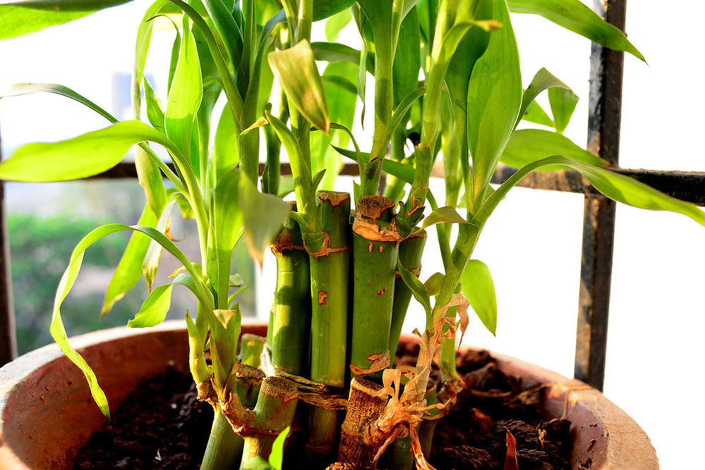 Комнатный бамбук – растение счастья, фото № 4