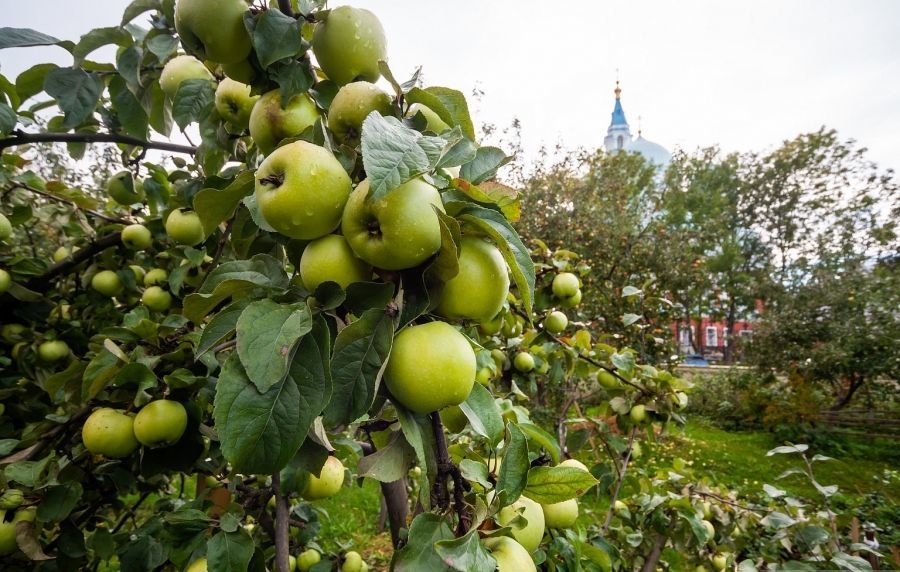 Удивительные яблоневые сады Валаамского монастыря, фото № 15