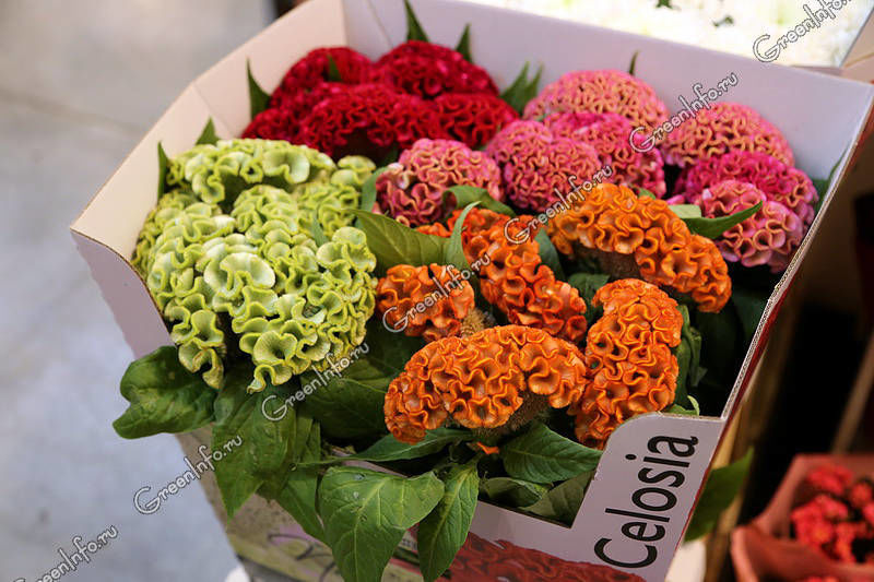 Celosia - zahradní dekorace a sušená květina do kytic, foto č.12