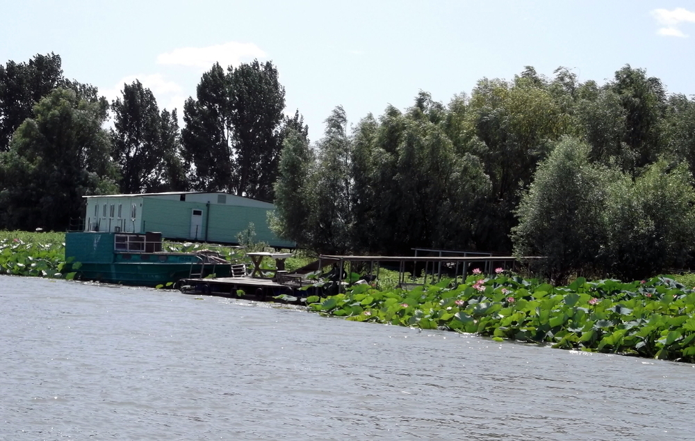 Вспоминая летний отпуск в круизе. Часть 2 Астрахань, сафари по дельте Волги в край цветущего лотоса и чуть КВНа, фото № 13