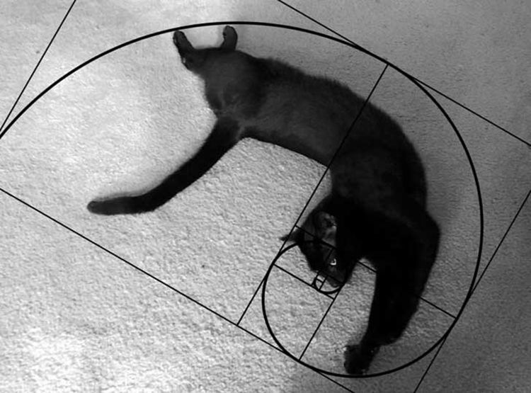Математика и котики