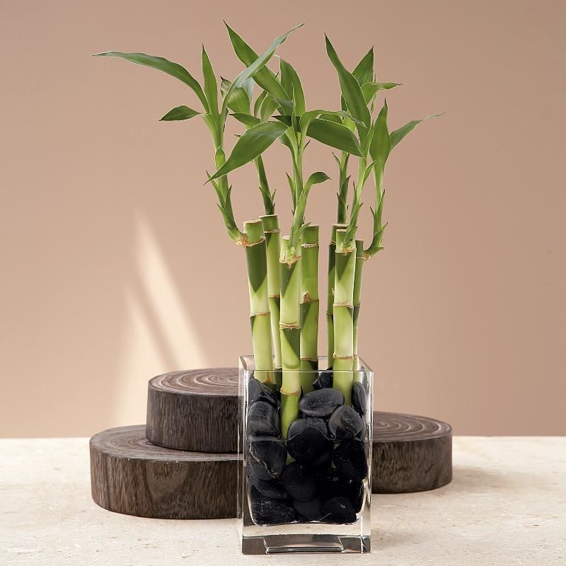 Комнатный бамбук – растение счастья, фото № 10