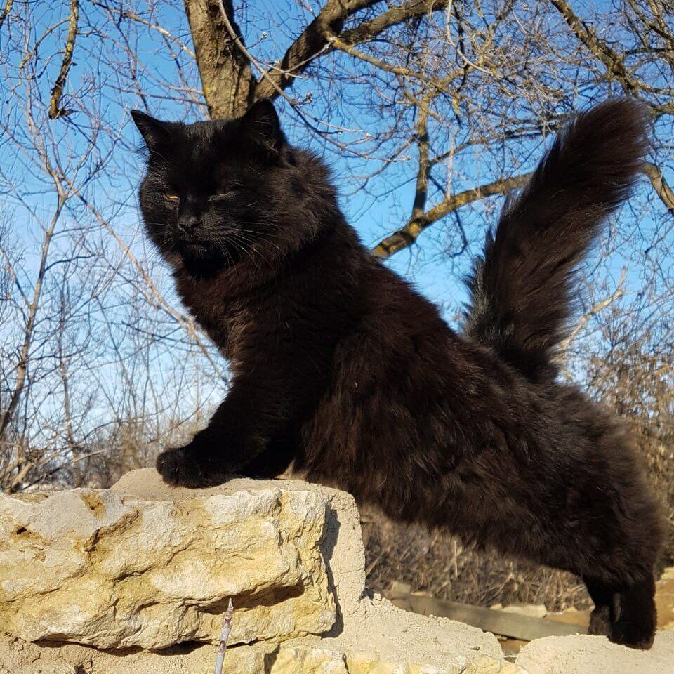 Черные коты приносят удачу и защищают от воров, фото № 2
