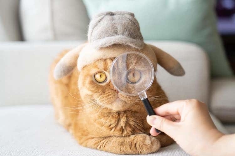 Attention Cats In Hats Japanese Ryo Yamazaki Makes Hats From