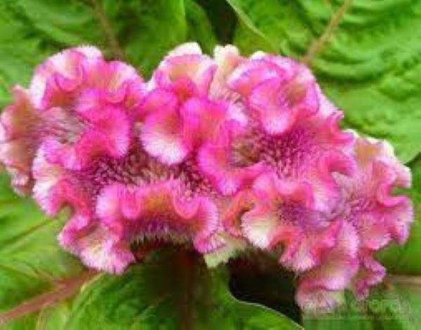 Celosia - zahradní dekorace a sušená květina do kytic, foto č.11