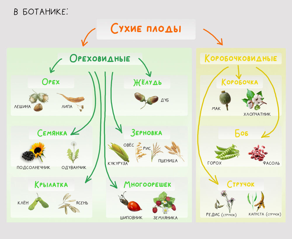 Арбуз — это не ягода?, фото № 3