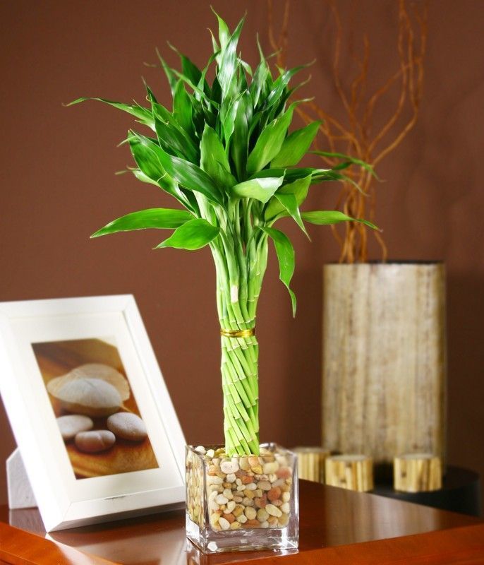 Комнатный бамбук – растение счастья, фото № 7