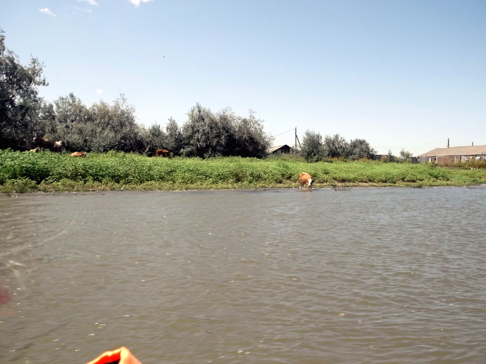 Вспоминая летний отпуск в круизе. Часть 2 Астрахань, сафари по дельте Волги в край цветущего лотоса и чуть КВНа, фото № 15