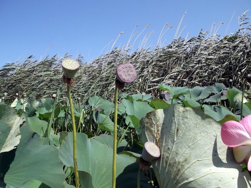 Вспоминая летний отпуск в круизе. Часть 2 Астрахань, сафари по дельте Волги в край цветущего лотоса и чуть КВНа, фото № 40