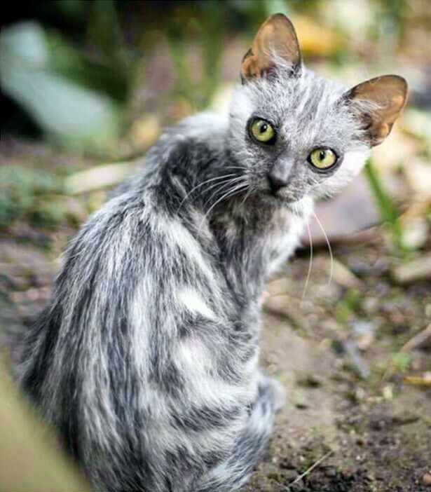 Самые необычные породы домашних кошек: подборка экстравагантных питомцев