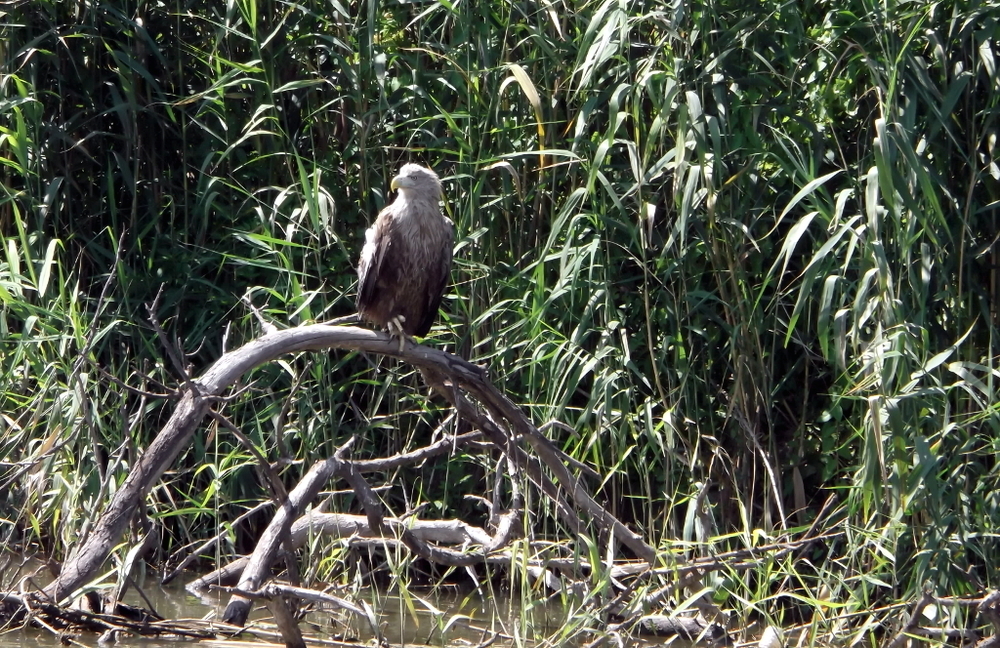 Вспоминая летний отпуск в круизе. Часть 2 Астрахань, сафари по дельте Волги в край цветущего лотоса и чуть КВНа, фото № 26