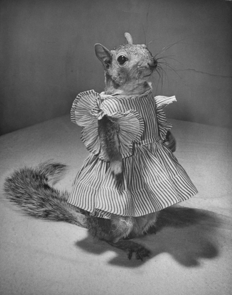 Vintage JCPenney shops squirrel outfit