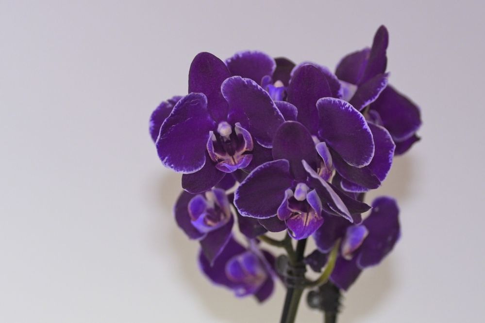 Тропики дома как правильно выбрать орхидеи и ухаживать за ними?, фото № 8