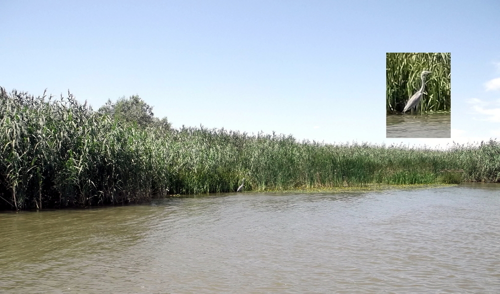 Вспоминая летний отпуск в круизе. Часть 2 Астрахань, сафари по дельте Волги в край цветущего лотоса и чуть КВНа, фото № 19