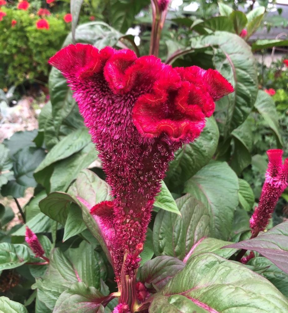 Celosia - zahradní dekorace a sušená květina do kytic, foto č.15
