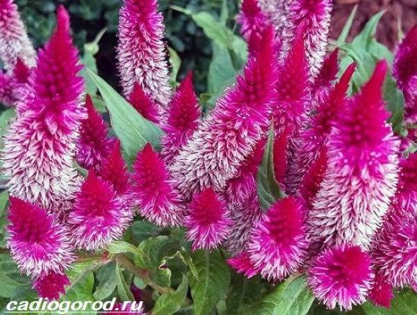 Celosia - zahradní dekorace a sušená květina do kytic, foto č.10