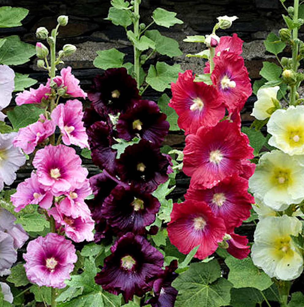 Alcea