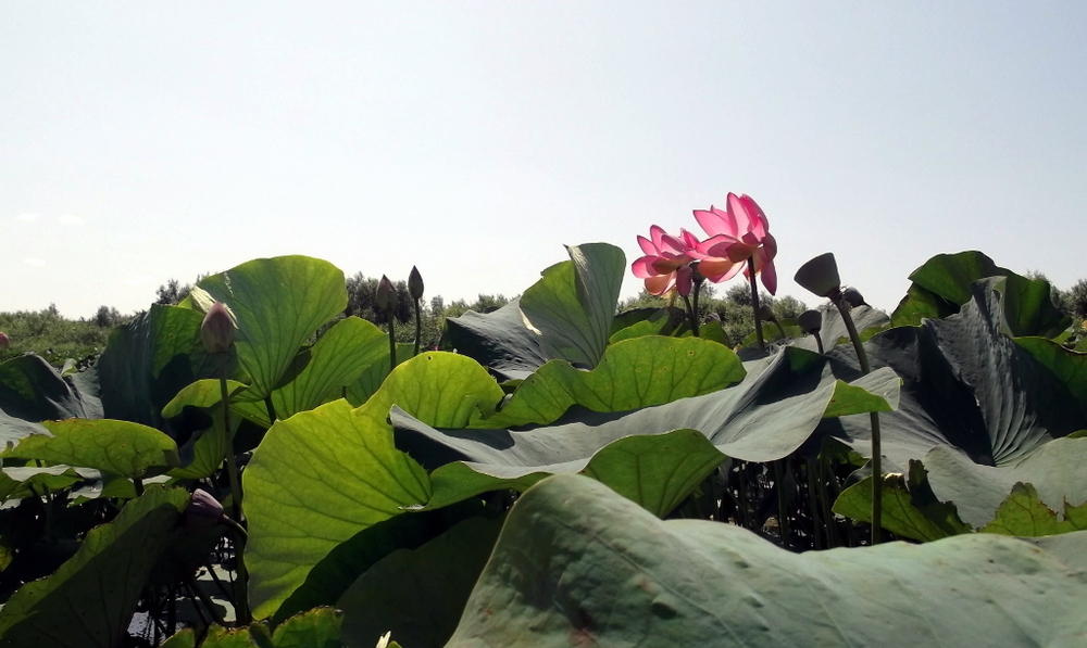 Вспоминая летний отпуск в круизе. Часть 2 Астрахань, сафари по дельте Волги в край цветущего лотоса и чуть КВНа, фото № 36