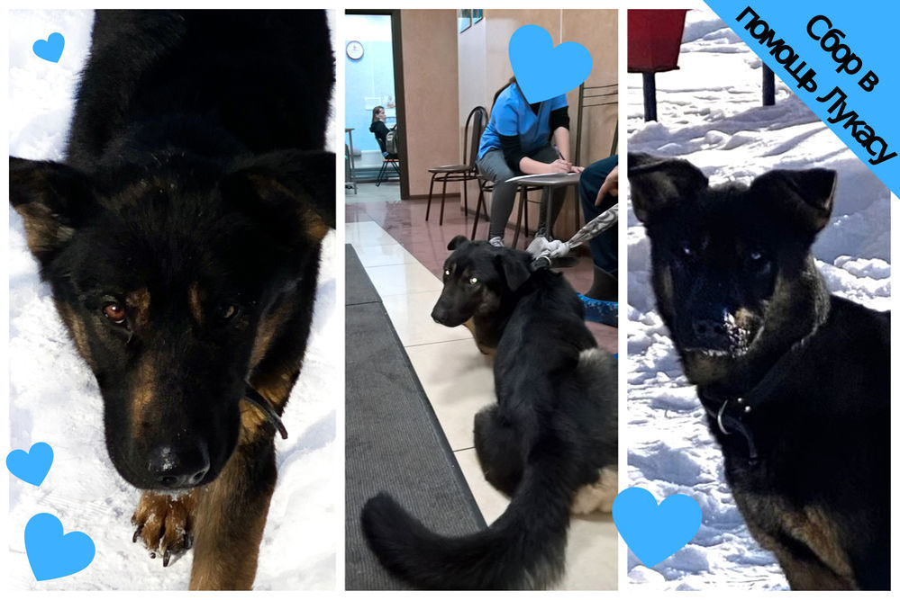 День стольника. Помощь хвостикам проект. Помощь хвостикам. Хвостатая помощь отзывы. День стольника.