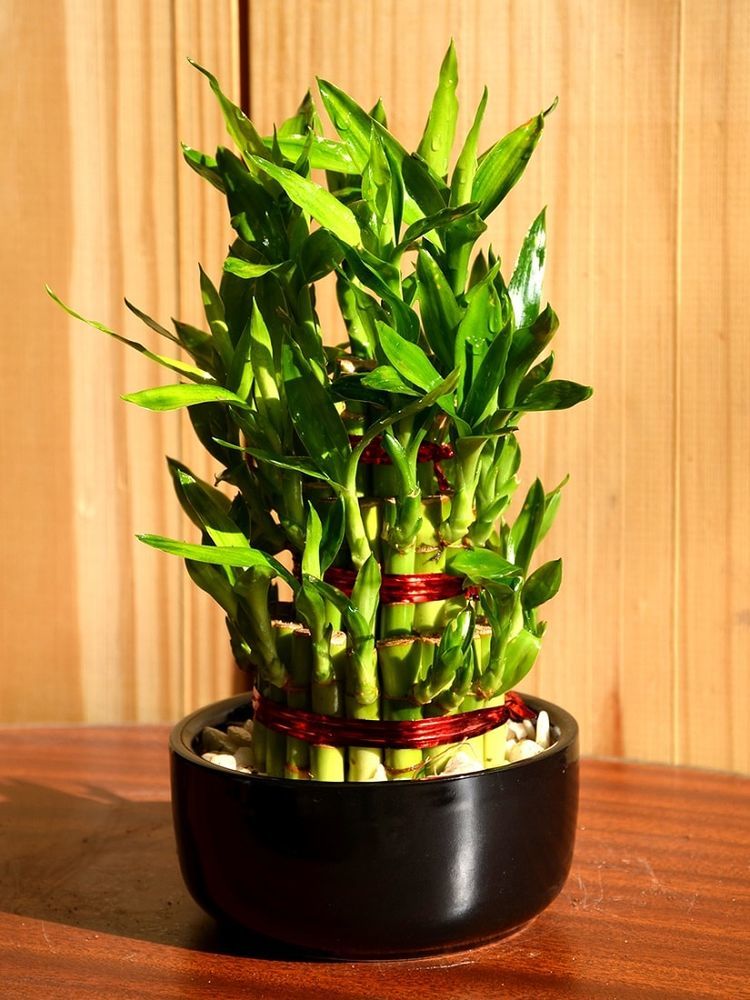 Комнатный бамбук – растение счастья, фото № 12