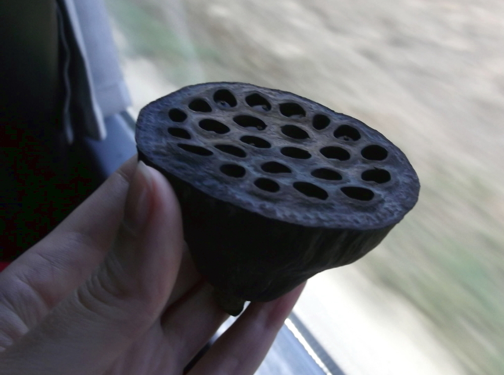 Вспоминая летний отпуск в круизе. Часть 2 Астрахань, сафари по дельте Волги в край цветущего лотоса и чуть КВНа, фото № 12