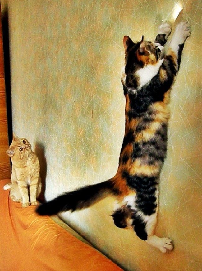 Кот ремонт. Кошка в прыжке. Коты безобразники. Кошка и Солнечный зайчик. Кошки и ремонт.