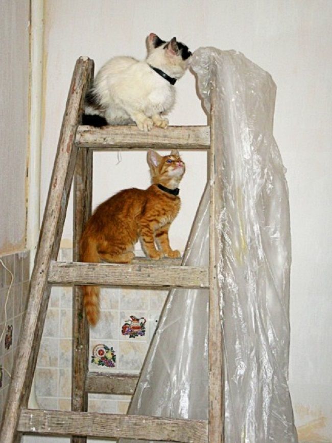 Кот ремонт. Котик Строитель. Коты строители. Коты и ремонт фото.