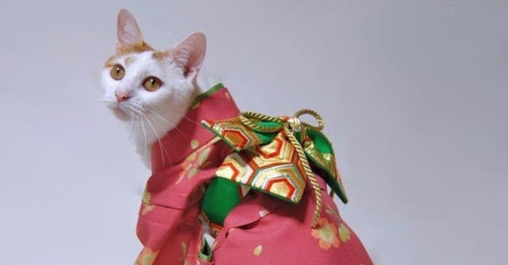 Кот в кимоно