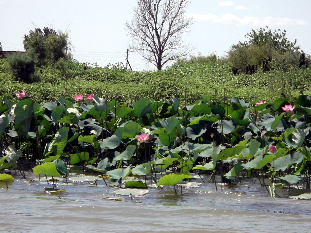 Вспоминая летний отпуск в круизе. Часть 2 Астрахань, сафари по дельте Волги в край цветущего лотоса и чуть КВНа, фото № 14