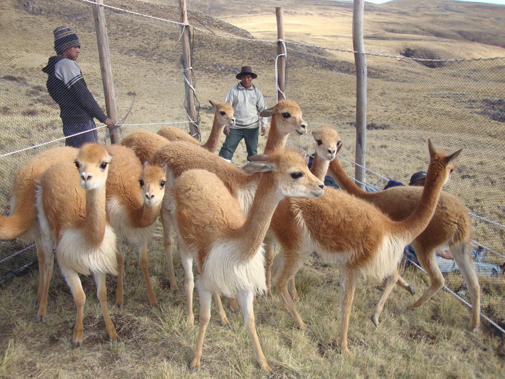 Vicuna (викунья Викунья), Также Пишется Как Викунья. Дикая Природа Животное. Фот