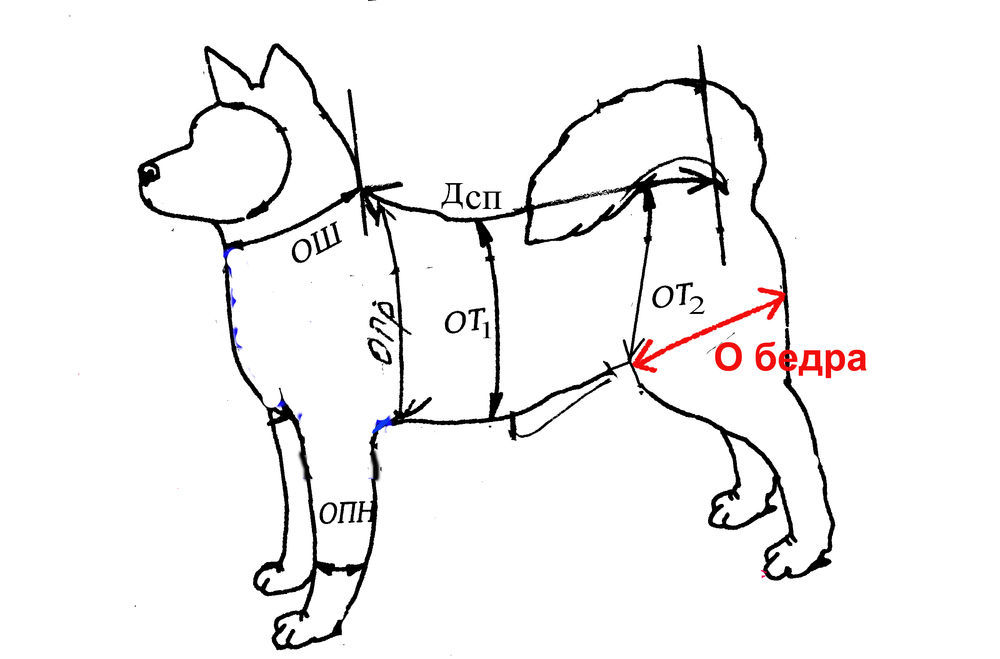 Мерки лет собак. Выкройка собачьего комбинезона для овчарки. Выкройка комбинезона для кобеля немецкой овчарки. Комбинезон для собак выкройка мерки. Выкройка для комбинезона для немецкой овчарки с размерами.