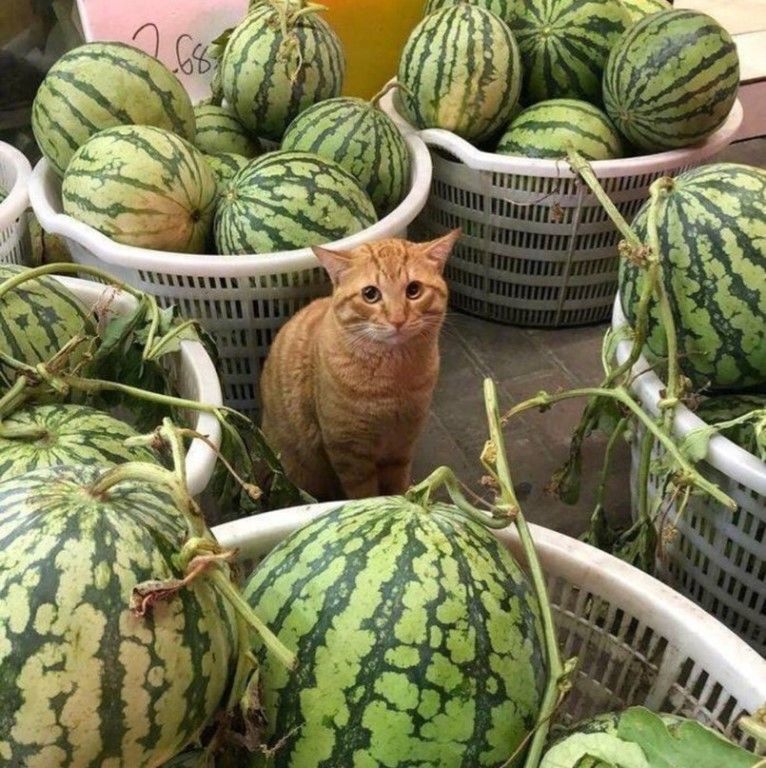 Кот на арбузе