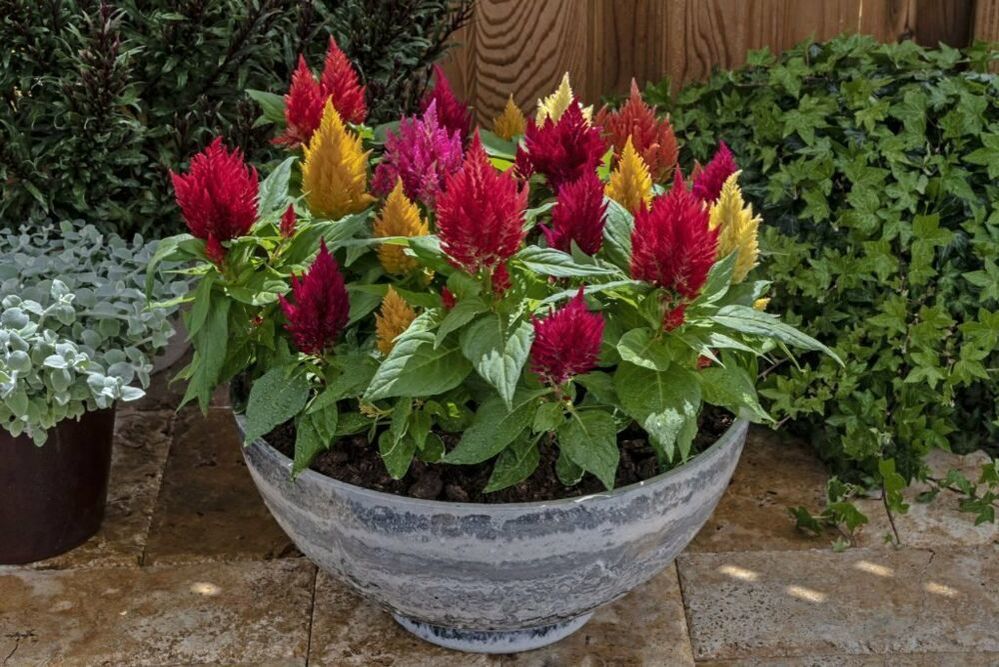 Celosia - zahradní dekorace a sušená květina do kytic, foto č.5