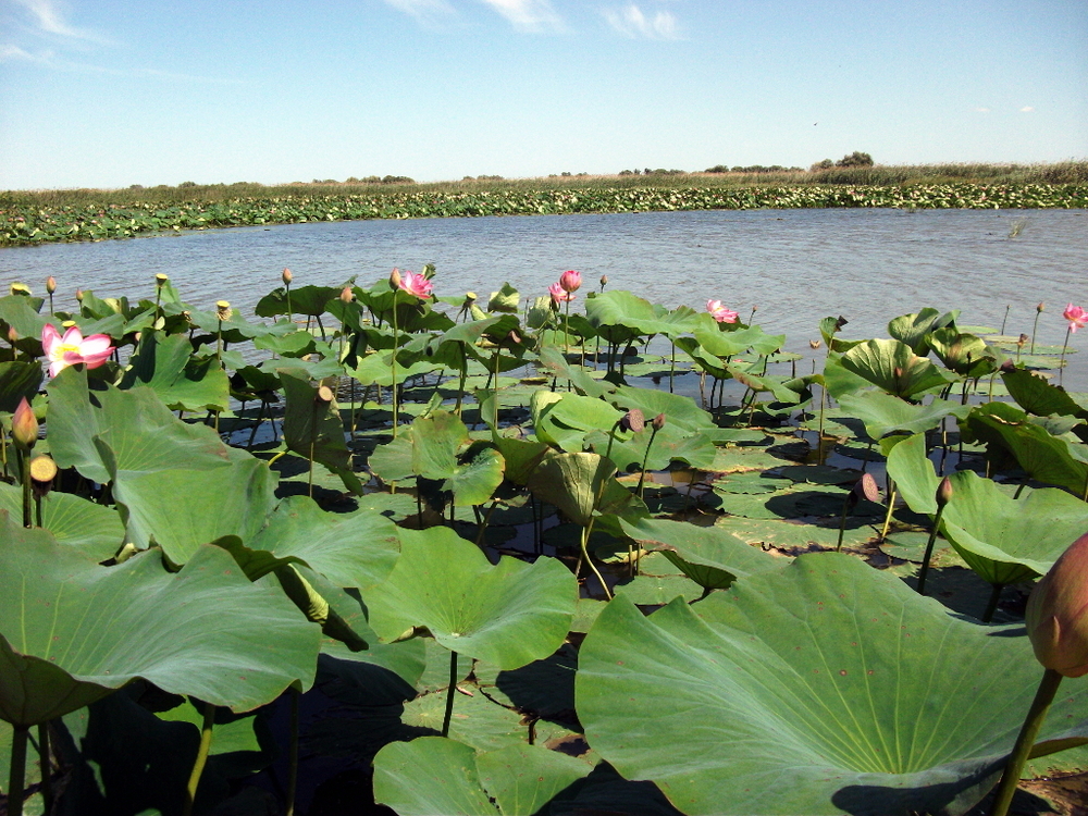 Вспоминая летний отпуск в круизе. Часть 2 Астрахань, сафари по дельте Волги в край цветущего лотоса и чуть КВНа, фото № 34