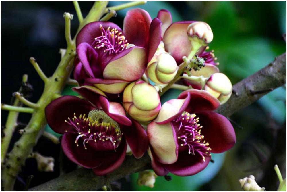 Couroupita guianensis С†РІРµС‚РѕРє