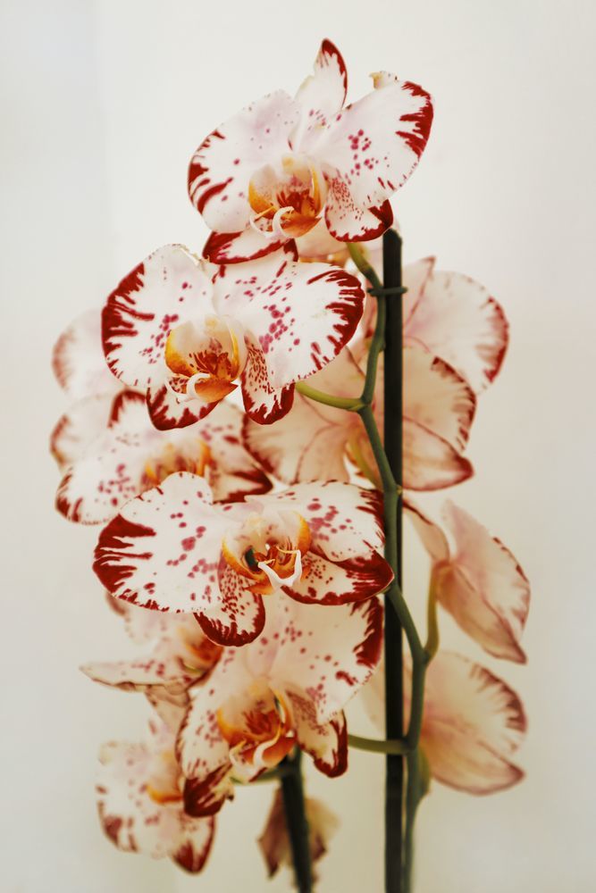 Тропики дома как правильно выбрать орхидеи и ухаживать за ними?, фото № 9