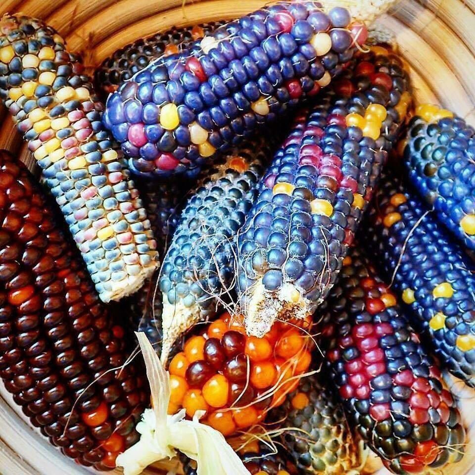 Цветная кукуруза (13 фото): «радужная» Glass Gem и другие сорта, выращивание разноцветной кукурузы из семян