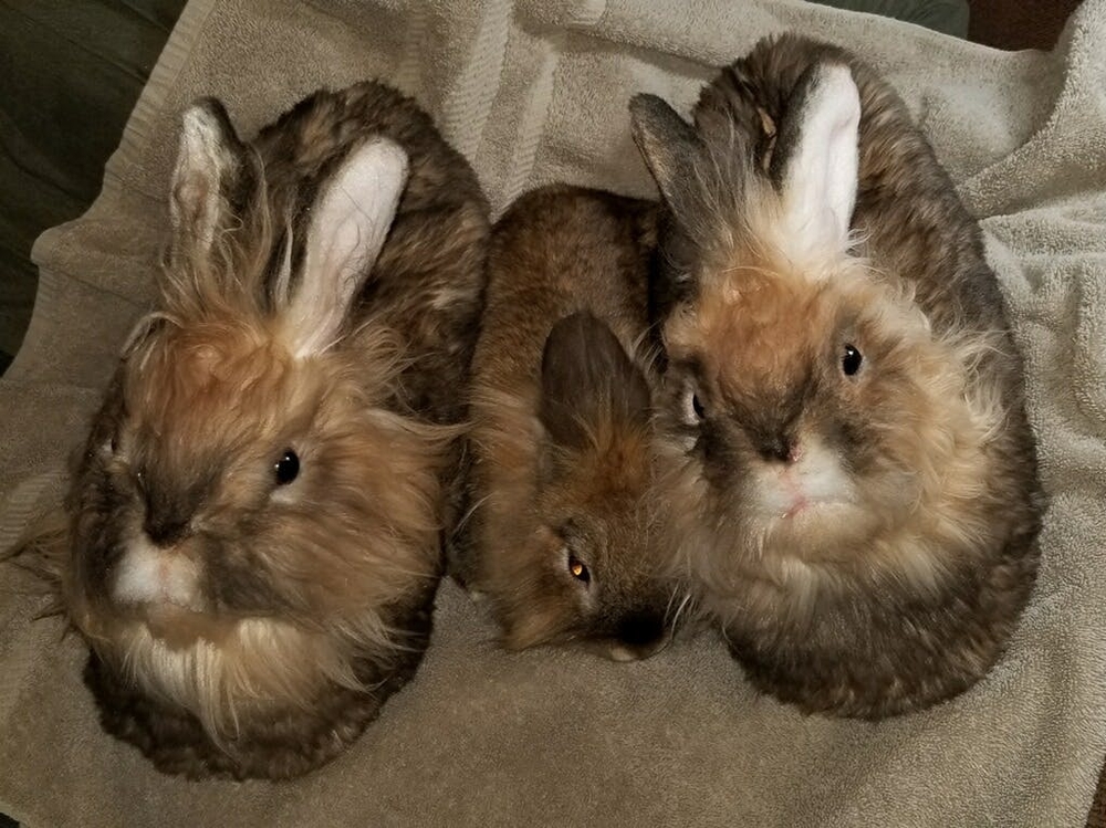 cuddle clones rabbit