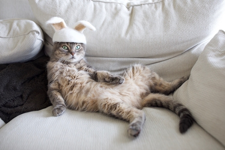 Attention Cats In Hats Japanese Ryo Yamazaki Makes Hats From